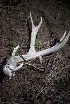 Antler shed Carson found at dark A.I.F.I deer antler shed, as I found it