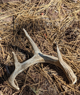 Or this coues deer shed, nice surprises coues deer antler shed