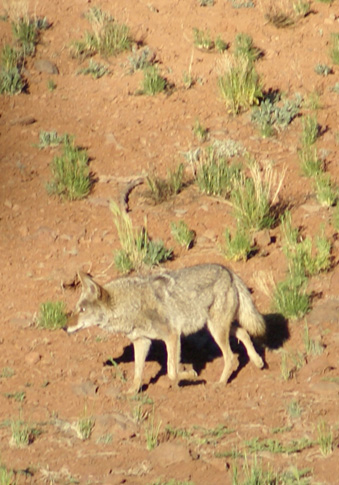 One of many coyotes we saw coyote
