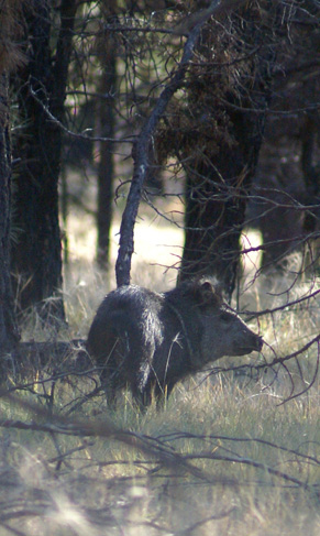 A high country javelina javelina