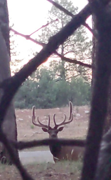 Mature six point bull elk in the velvet six point bull elk velvet