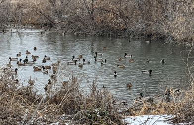 Scouting paid off on the mallards pond full of mallard ducks