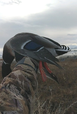And a triple-curl tail on his mallard mallard duck tail triple curl