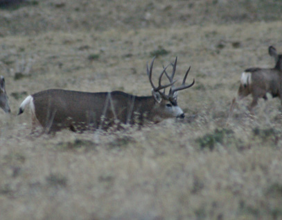 Got a few pics but most bucks were seen in spotting scope dark heavy horned mule deer buck