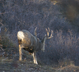Just one of many rutting bucks chasing a doe rutting buck chasing doe
