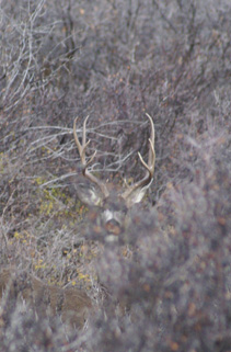 Tall antlered buck mostly hidden in oak tall antlered buck