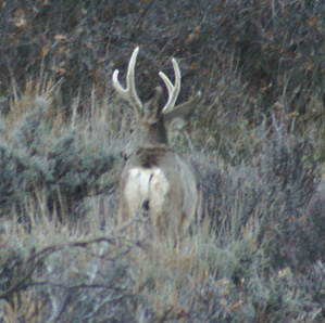 Crazy to see velvet buck in November velvet buck in November