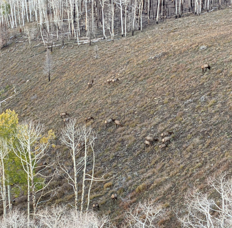 Almost all of the herd now feeding out into the open herd of elk feeding
