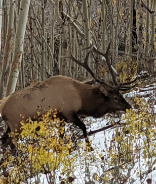 Walked up on this 6 point bull, only elk spotted today six point bull elk, 6 point bull elk