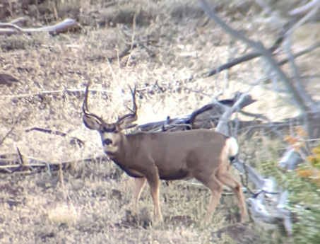4 point standing just below me opening morning 4 point mule deer buck