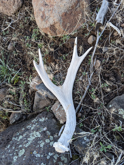 Antler shed - only reward after frustrating day 4 point deer antler shed