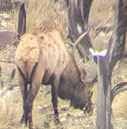 More bulls had me contemplating O-T-C tag 5 point bull elk