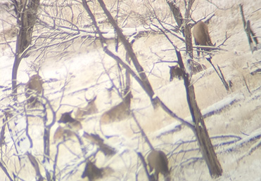 Completely surprised to turn up elk 6 point bull elk