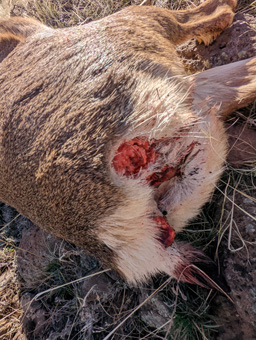 Guess I grazed the buck's hind end after all bullet grazed deer's rear end
