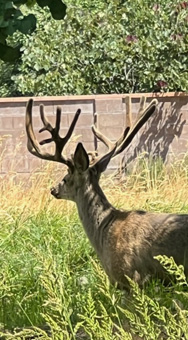 Wishing could shoot backyard buck non-typical backyard buck