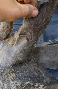Someone else targeted this buck too arrow hole in deer's ear