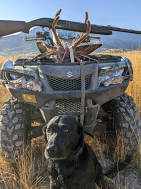 Shooting lefthanded with one hand, was able to get some doves velvet mule deer and doves