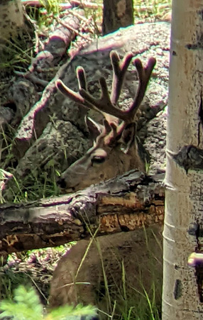 Late June -- not the big buck but still time to grow bedded velvet 4 point buck