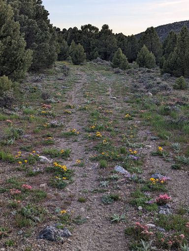 Awesome bloom of wildflowers down the two-track desert wildflowers blooming