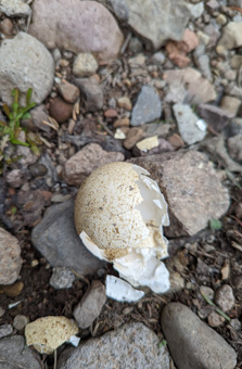 Several eggs had been eaten too wild turkey eggs