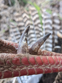 My biggest yet, just over 1 ½ inch spurs big spurs on turkey 1 ½ inch spurs