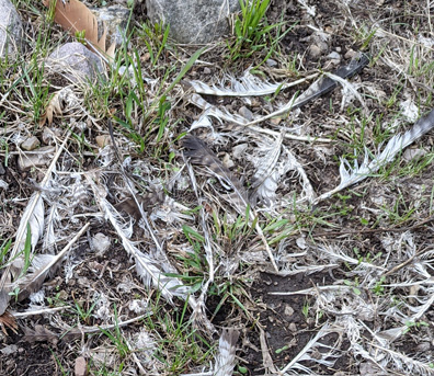 Some predator did some damage, there were nearby bear tracks predator killed turkey