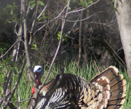 Really thought both would commit strutting tom turkey