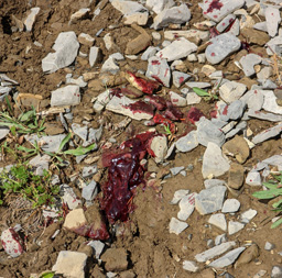 So much blood, hard to believe we lost the buck tracking deer blood trail