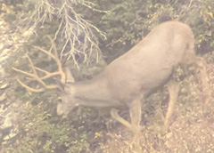 Passed on nice 4x4 that was eventually taken 4 point mule deer