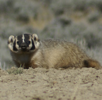 Lots of badgers in the area badger