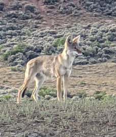 Lone coyote lone coyote