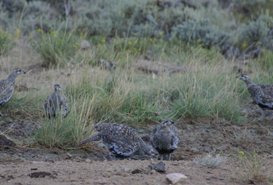 Wishing it was sage grouse season flock of sage grouse