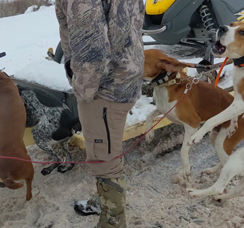 When they all got howling, it was intense mountain lion howling hound dogs