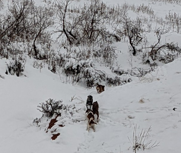 Some of the dogs hot on the cougar's trail hound dogs on trail of cougar