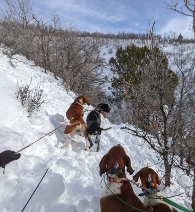 Got the dogs back on their leashes hound dogs howling at treed cougar