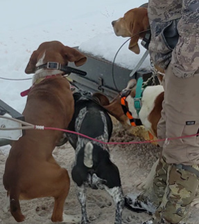 Excited hounds wrapping around legs excited cougar hound dogs