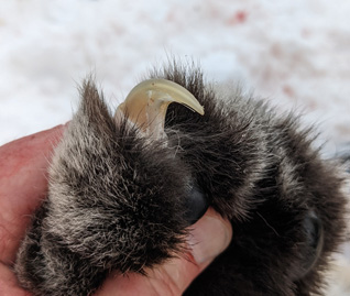 Able to inflict some serious damage on deer & elk  mountain lion pow and claw