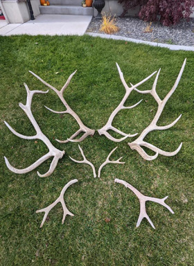 Weekend haul while scouting for sheep elk and deer antler sheds