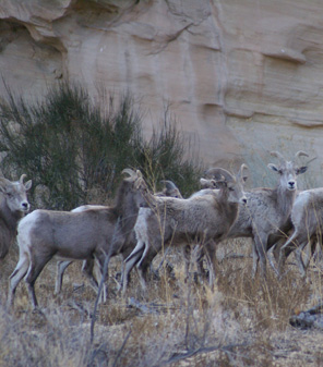 Find the ewes and rams will be close by i went hunting bighorn sheep ewes