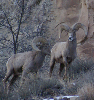 A couple of decent rams i went hunting bighorn sheep rams