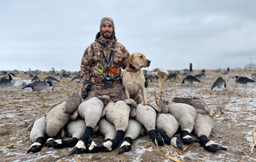 Stacking up the Canadas i went hunting Canada geese honkers