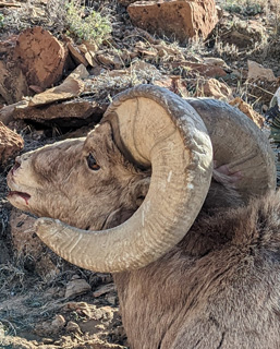 Successful stalk - Bighorn ram down bighorn sheep ram horns