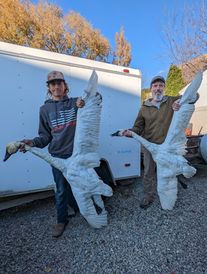 Back home with tundra swans i went hunting tundra swans