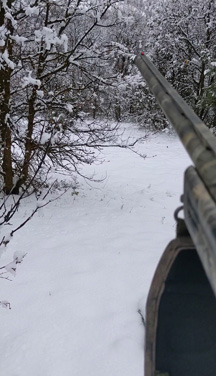 Trying to sneak on turkeys just ahead sneaking stalking up on turkeys