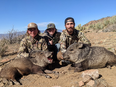 Turned out to be approx. 15 in the bunch boar collared peccary, sow javelina, skunk-pig