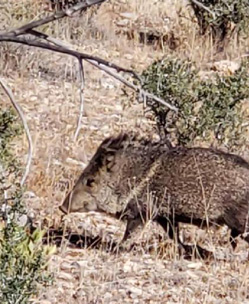 Turned out to be approx. 15 in the bunch collared peccary, javelina, skunk-pig