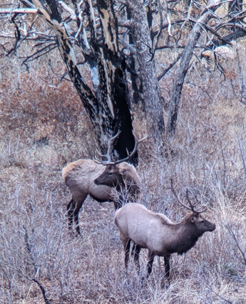 Fun to see a couple of bull elk i went hunting bull elk