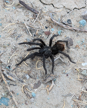 Surprised to see this 1st tarantula tarantula