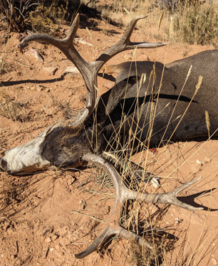 1st shot would’ve been fatal, took out lungs  4 point mule deer buck
