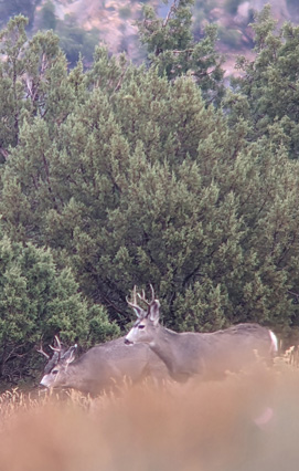 But where are the big rutting bucks? i went hunting mule deer bucks